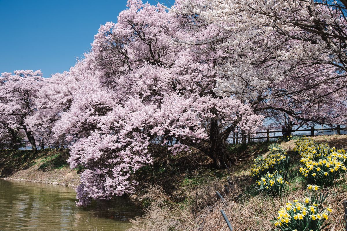 南信州の桜旅　六道の堤